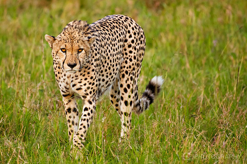 Cheetah iPhotography Wildlife Course
