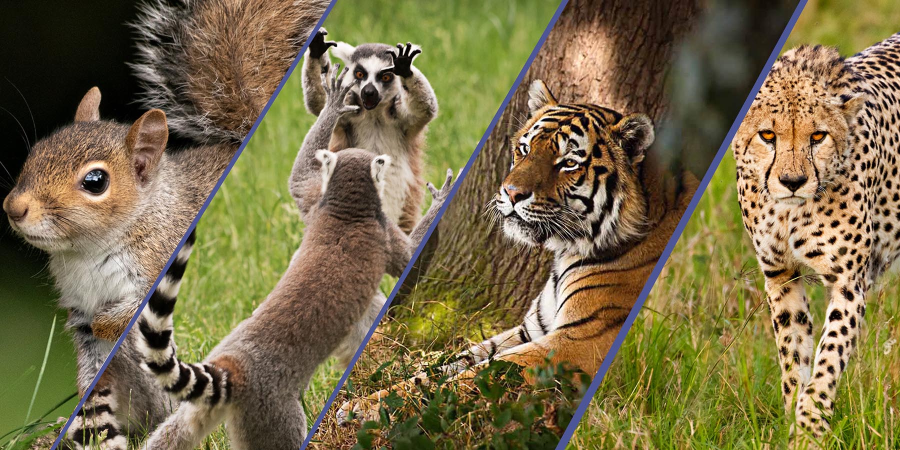 Wildlife Photography set of 4 animals
