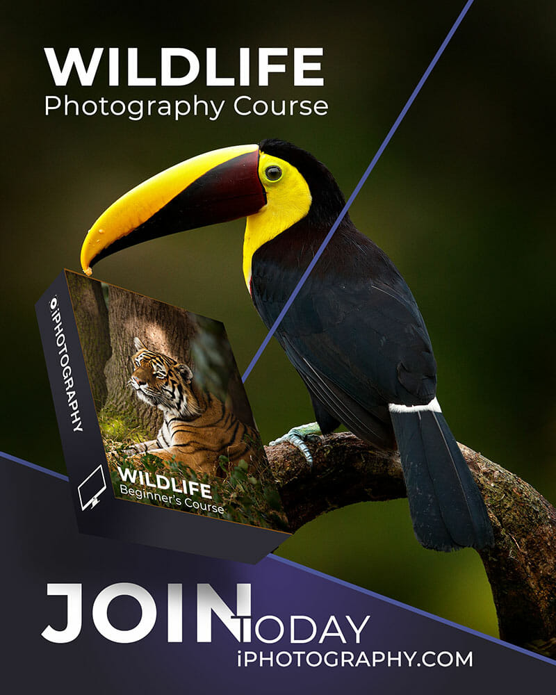 Wildlife Course Social Advert Banner No Price